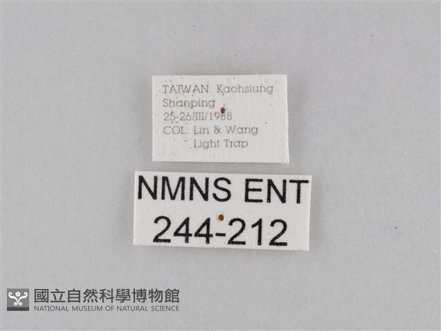小波眼蝶藏品圖，第3張