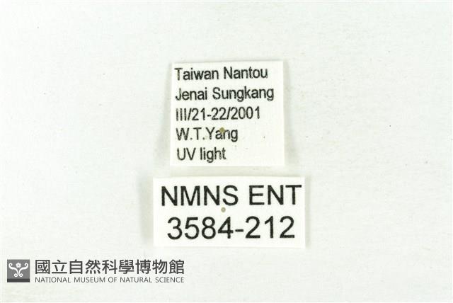 樹形尺蛾藏品圖，第3張