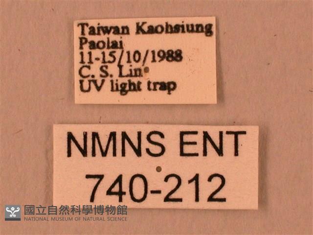 波紋豆天蛾藏品圖，第3張