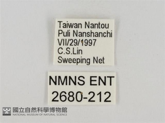 淡褐脈粉蝶藏品圖，第3張