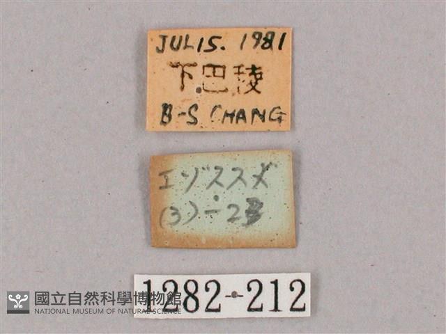 盾天蛾藏品圖，第3張