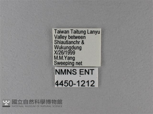 大絹斑蝶藏品圖，第3張