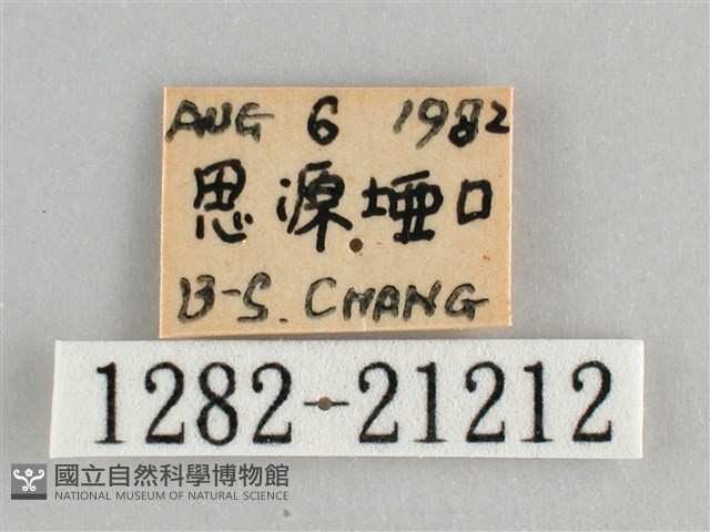 大幽眼蝶藏品圖，第3張