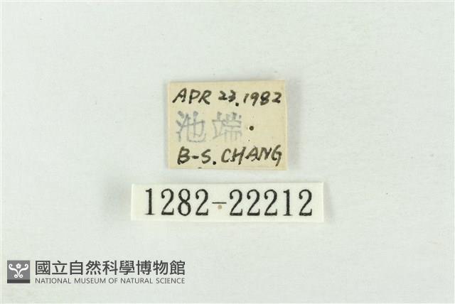 素木綠刺蛾藏品圖，第3張