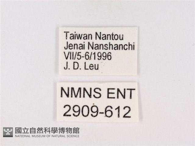 嫵琉灰蝶藏品圖，第3張