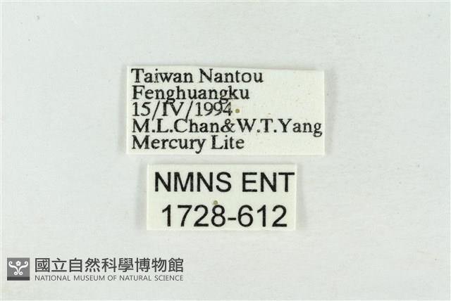 臺洒波紋蛾藏品圖，第3張