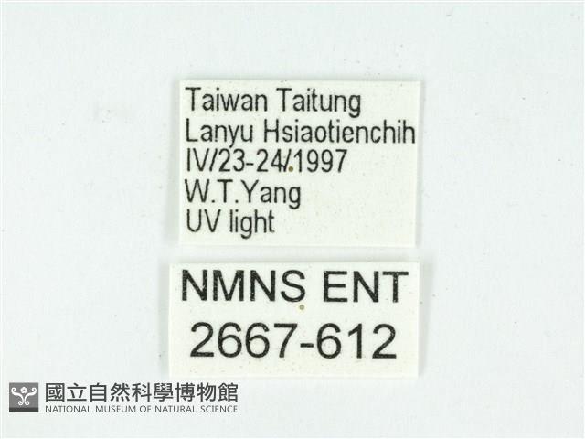 叉紋閃舞蛾藏品圖，第3張