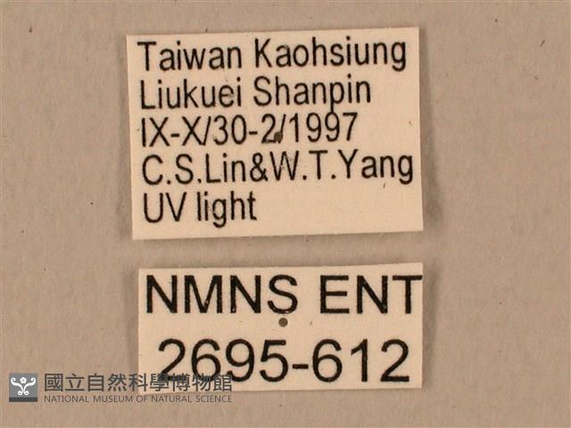 背中白天蛾藏品圖，第3張