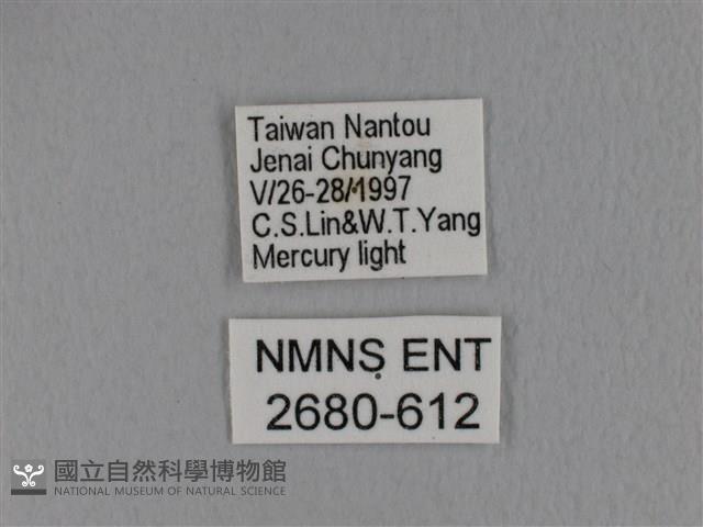 隱波紋枯葉蛾藏品圖，第3張