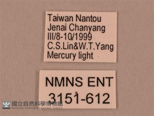 桃紅六點天蛾藏品圖，第3張