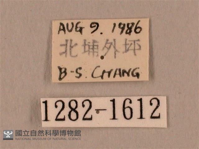 裂斑鷹翅天蛾藏品圖，第3張