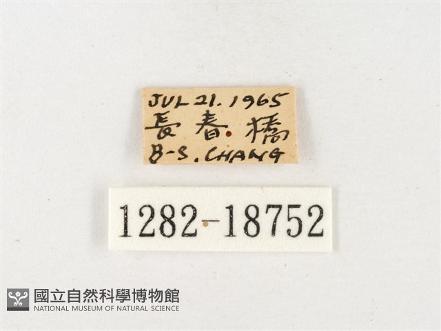 淡色黃蝶藏品圖，第3張