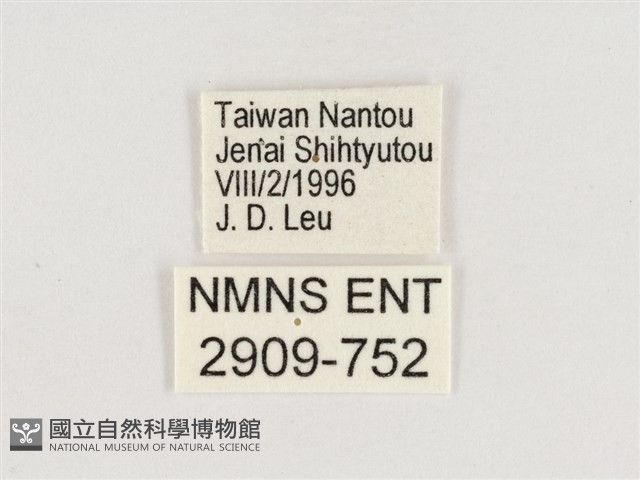 暮眼蝶、樹蔭蝶藏品圖，第3張