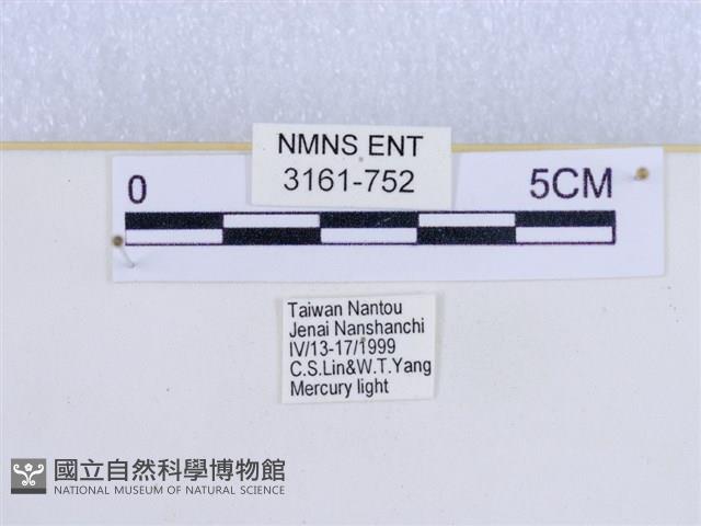 巨網燈蛾藏品圖，第3張