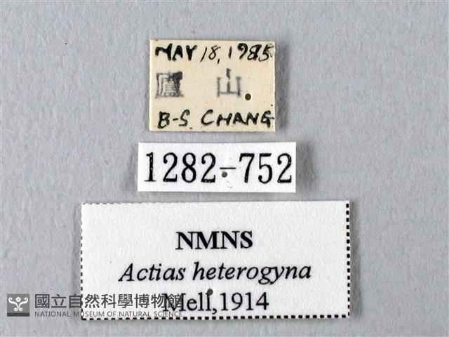 臺灣長尾水青蛾藏品圖，第3張