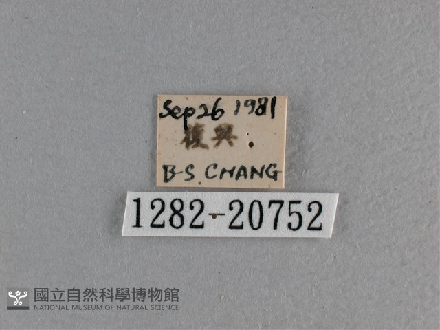 黃星弄蝶藏品圖，第3張