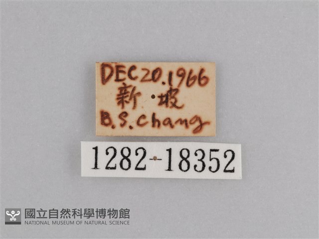 樺斑蝶藏品圖，第3張