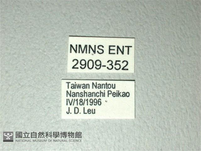 斑鳳蝶藏品圖，第3張