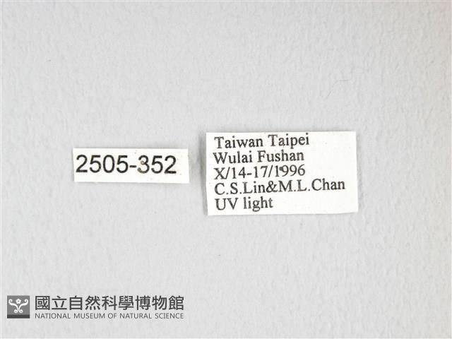 大透目天蠶蛾藏品圖，第3張