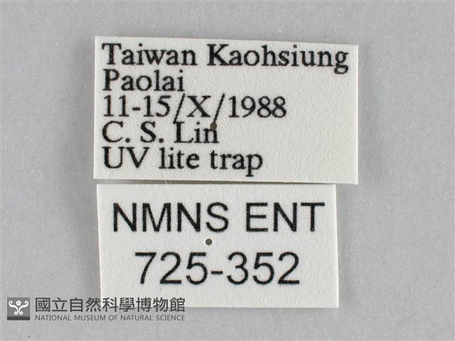 長斑擬燈蛾藏品圖，第3張