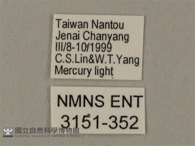 臺灣鋸翅天蛾藏品圖，第3張