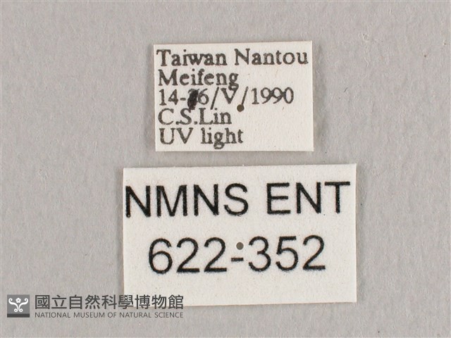 銀端帶鉤蛾藏品圖，第3張