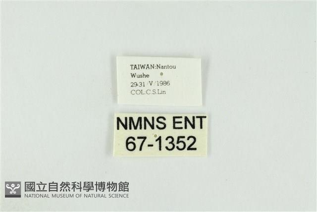 黑翅黃毒蛾藏品圖，第3張