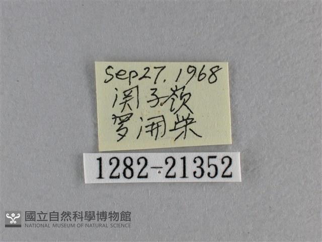 竹橙斑弄蝶藏品圖，第3張