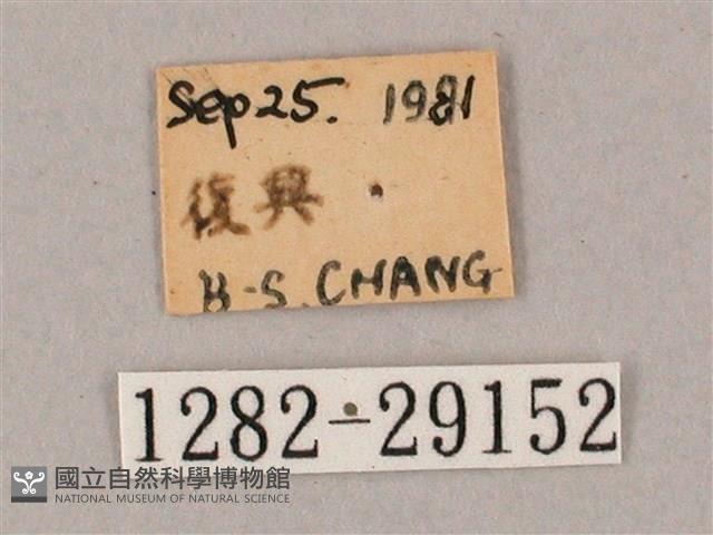 斜綠天蛾藏品圖，第3張