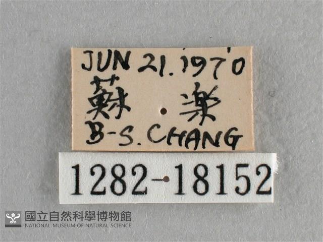 異色尖粉蝶藏品圖，第3張