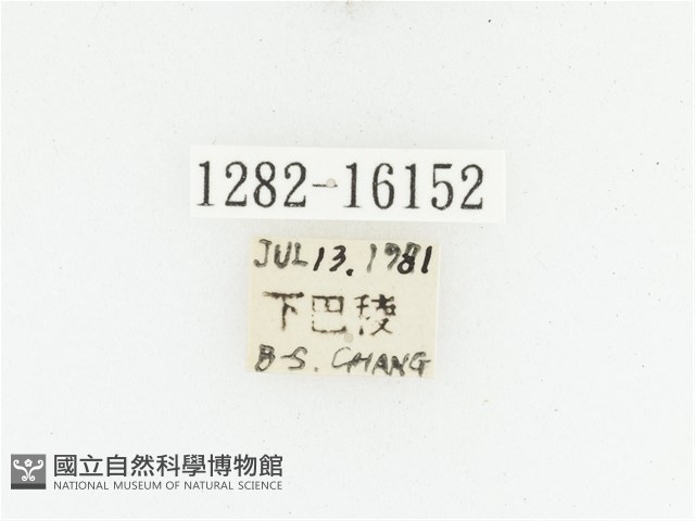 絨毛陷紋金龜藏品圖，第2張