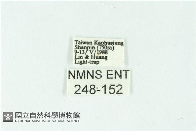 三條橙燈蛾藏品圖，第3張