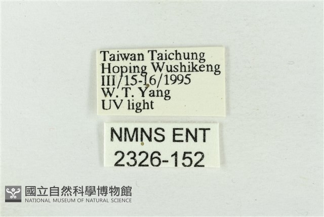 連珠波紋蛾藏品圖，第3張