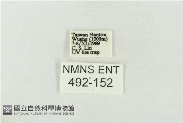 印華波紋蛾藏品圖，第3張