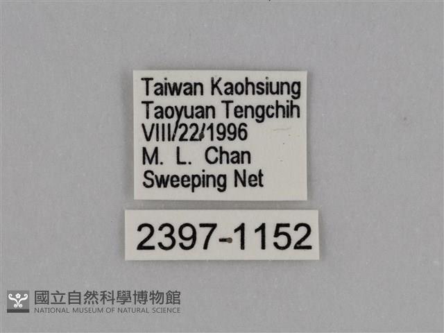 圓翅鉤粉蝶藏品圖，第3張