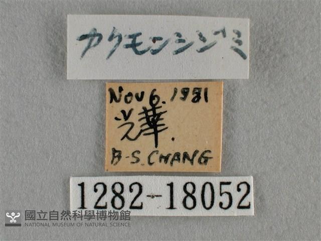 細灰蝶藏品圖，第3張