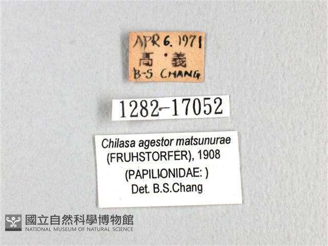 斑鳳蝶藏品圖，第3張