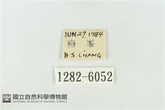 臺灣銀斑異波紋蛾藏品圖，第3張