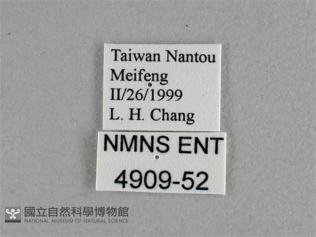 寬邊橙斑弄蝶藏品圖，第3張