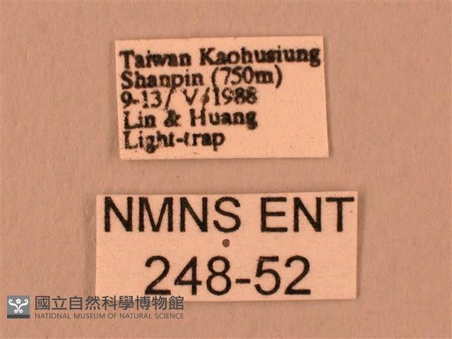 斜線天蛾藏品圖，第3張