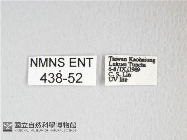 黃豹天蠶蛾藏品圖，第3張