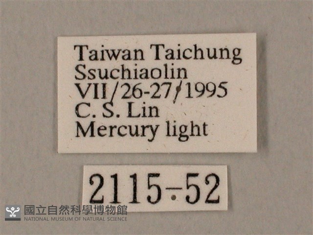 裂斑鷹翅天蛾藏品圖，第3張