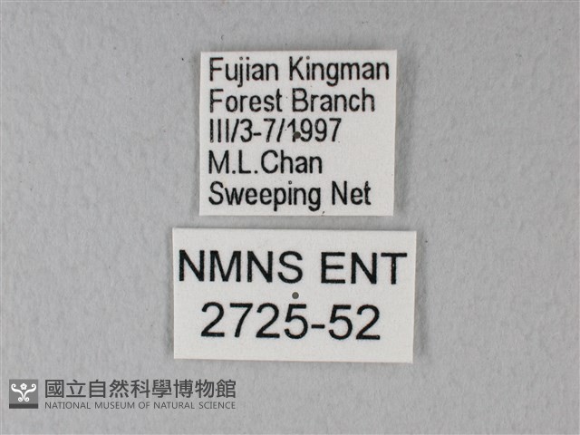 白粉蝶、紋白蝶藏品圖，第3張