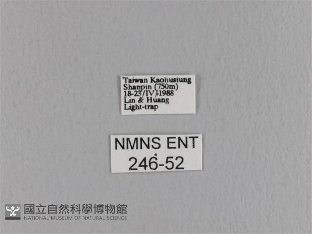 大褐斑枯葉蛾藏品圖，第3張