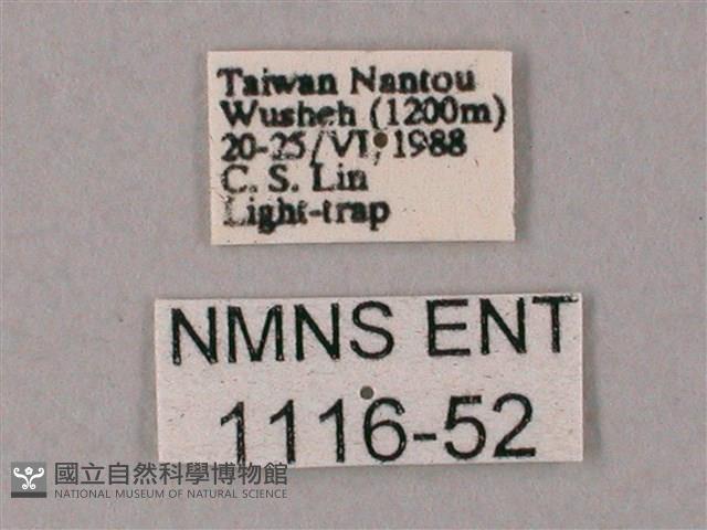 齒翅三線天蛾藏品圖，第3張