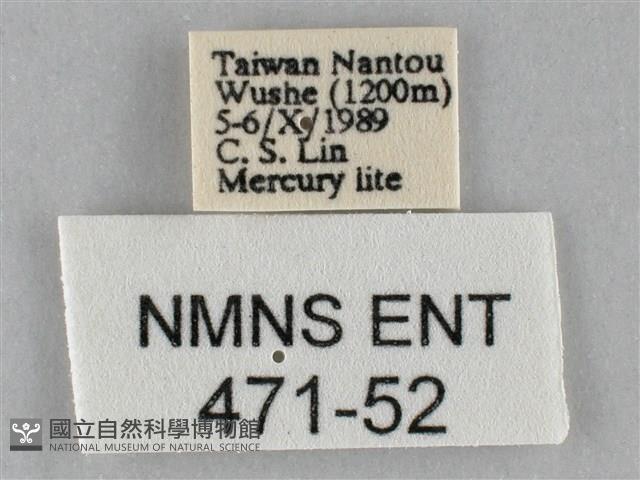 斜紋夜盜蛾藏品圖，第3張