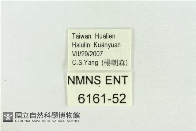 高山鐵灰蝶藏品圖，第3張