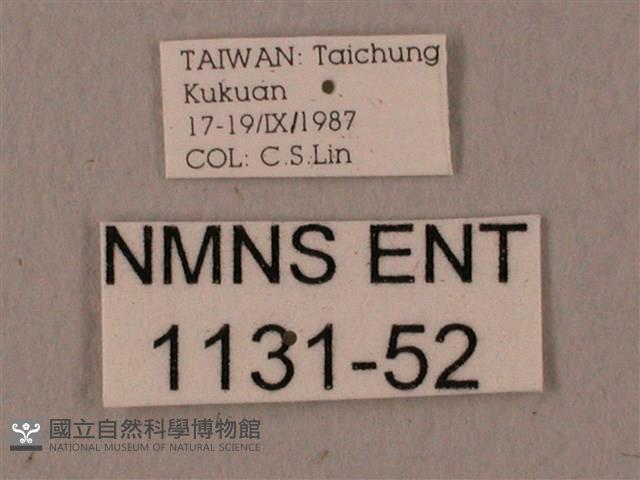 波紋豆天蛾藏品圖，第3張