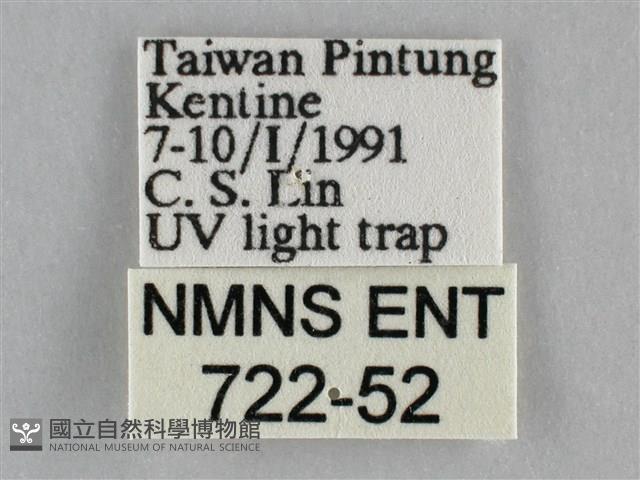 一點擬燈蛾藏品圖，第3張