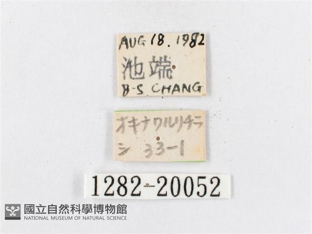 蓬萊茶斑蛾藏品圖，第3張